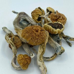 Mushroom